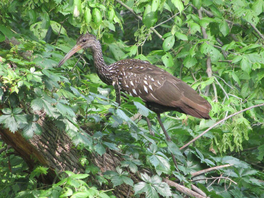Limpkin