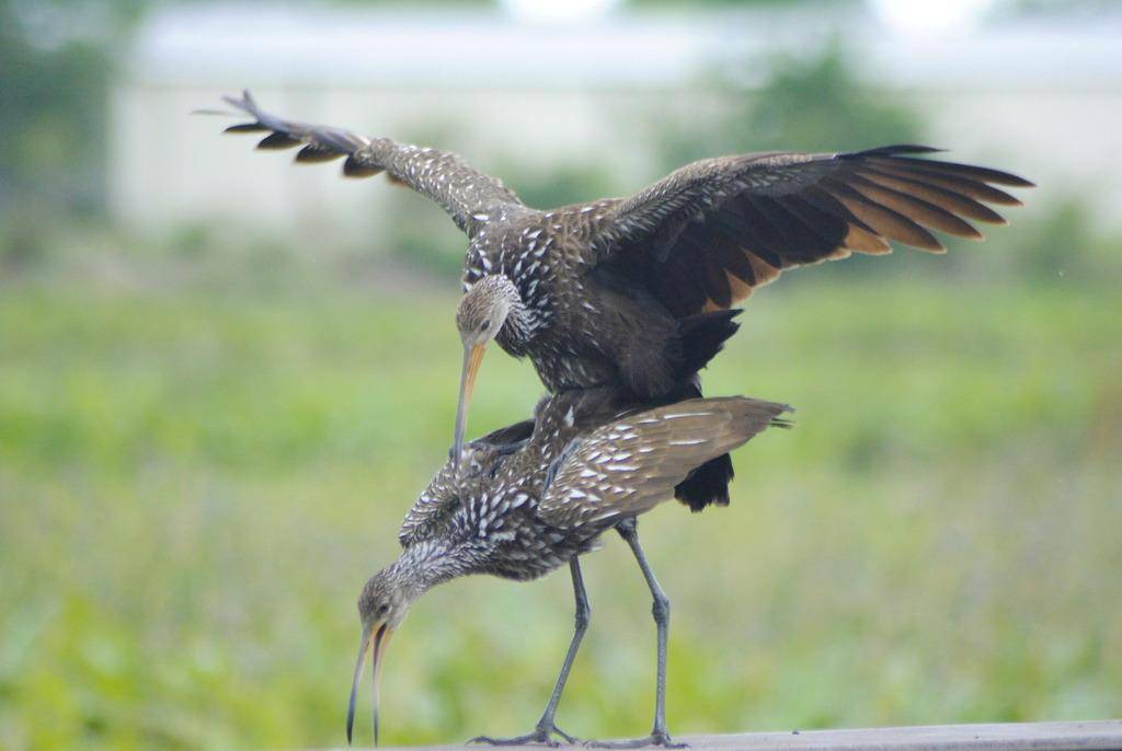 Limpkin