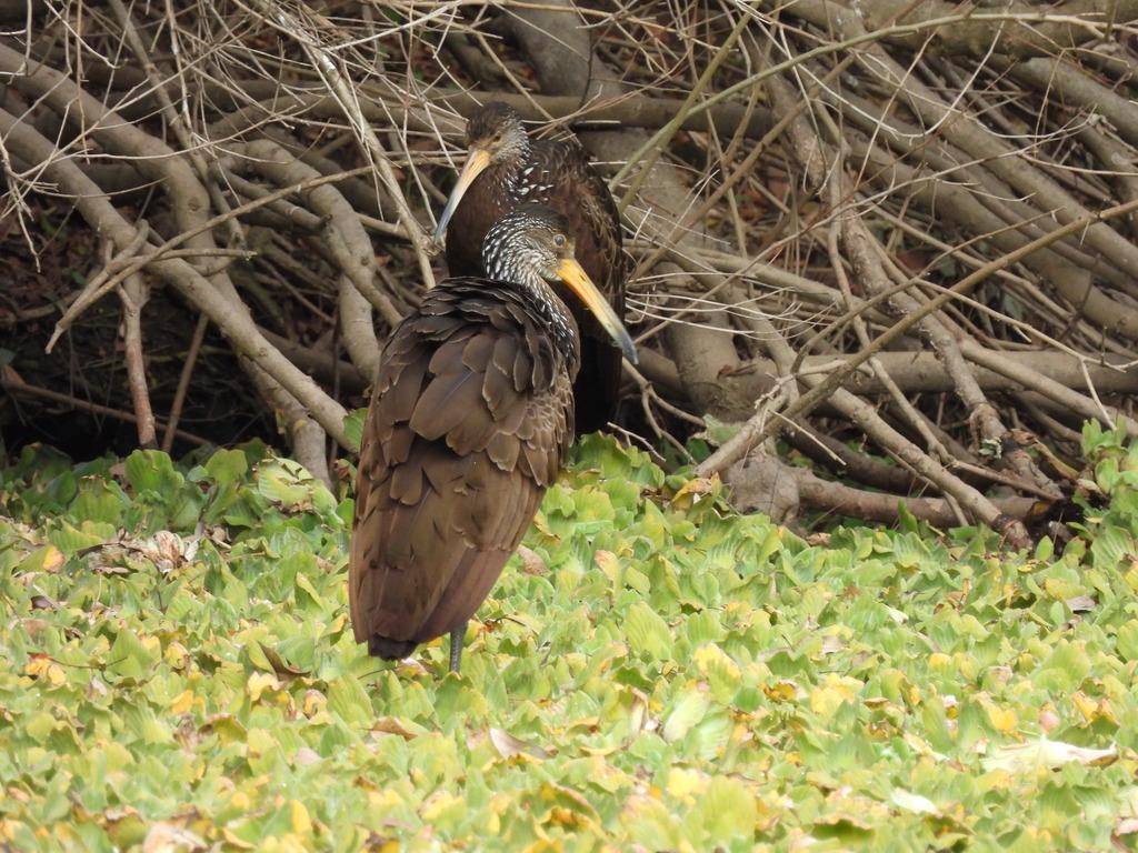 Limpkin