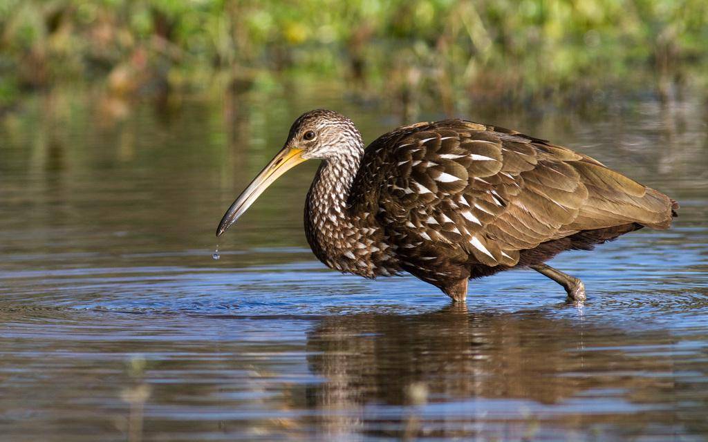 Limpkin