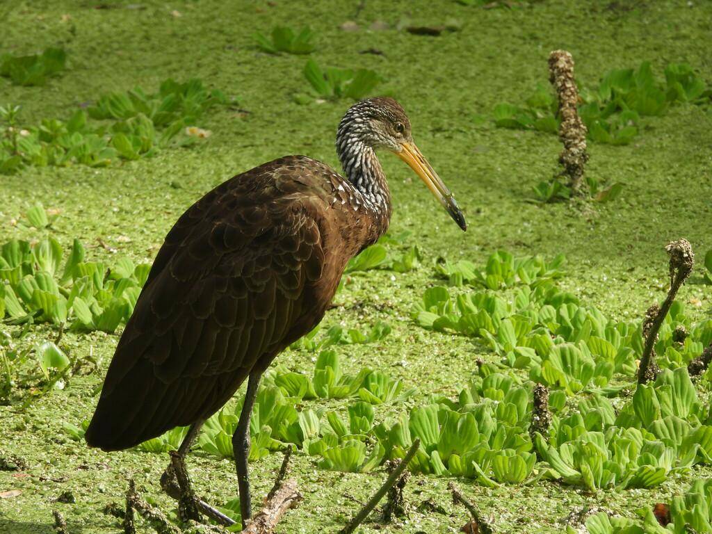 Limpkin