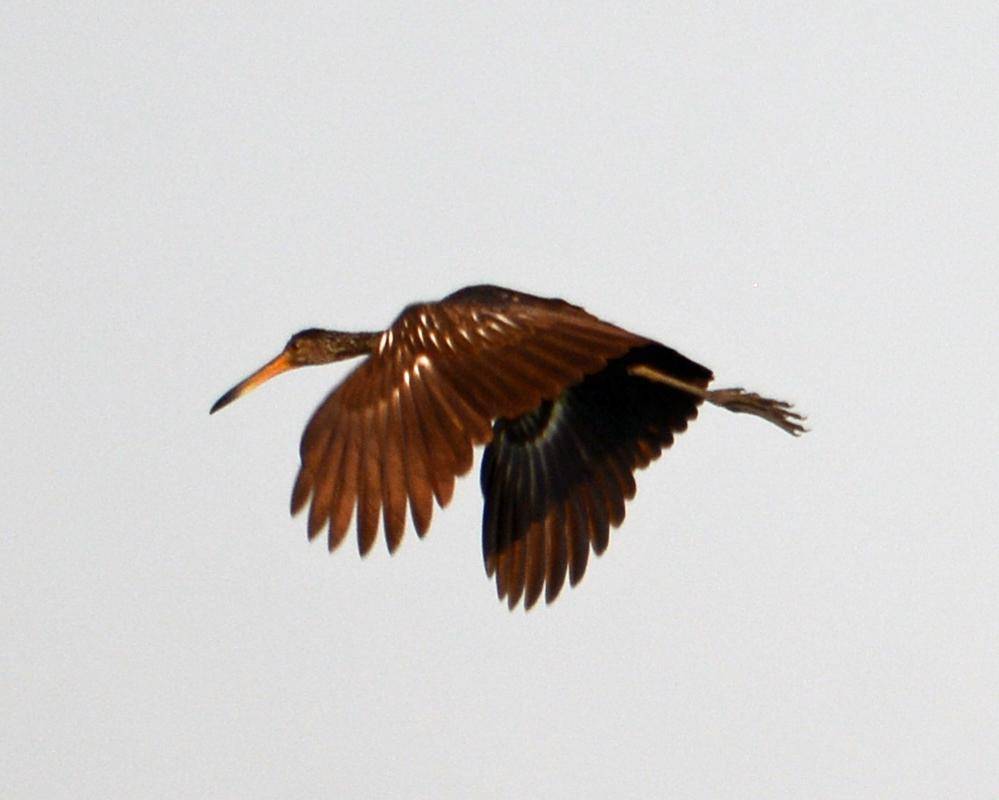 Limpkin