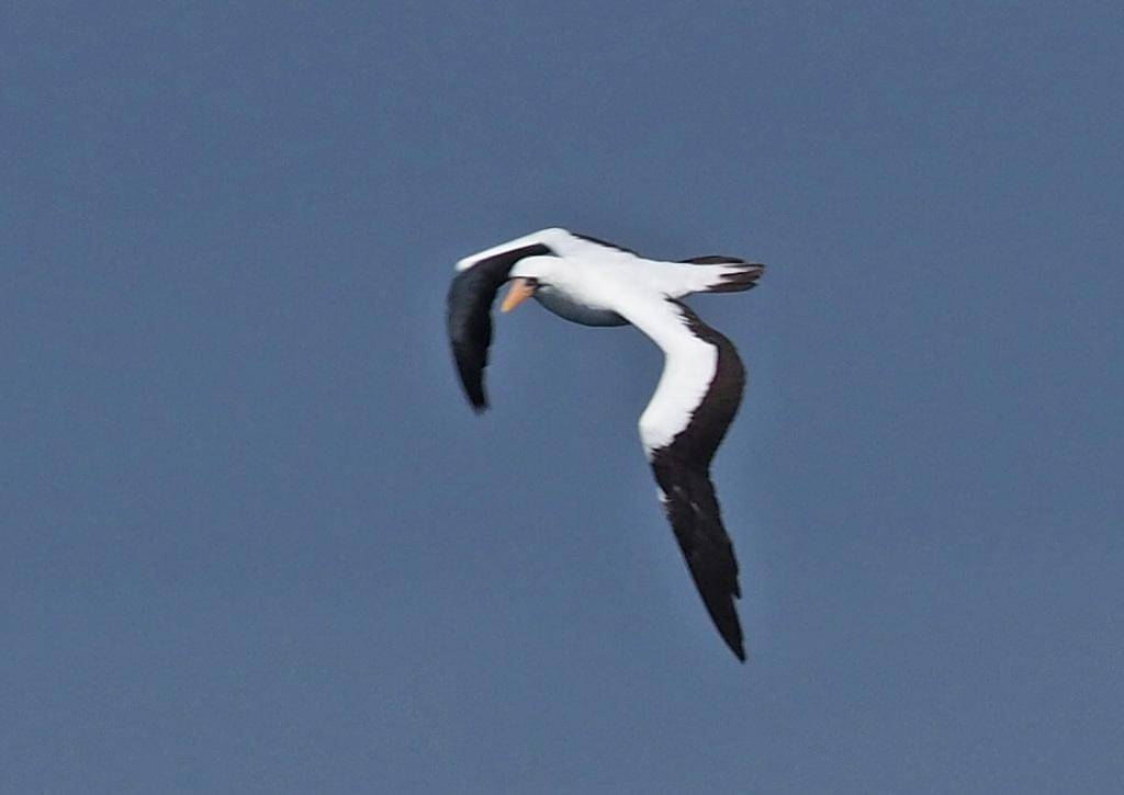 Nazca Booby