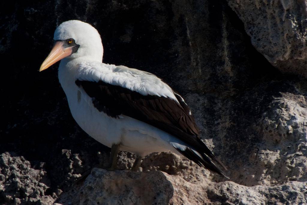 Nazca Booby
