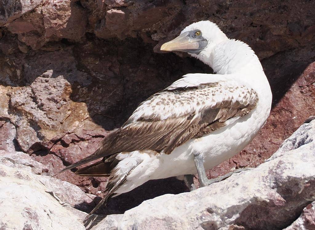 Nazca Booby