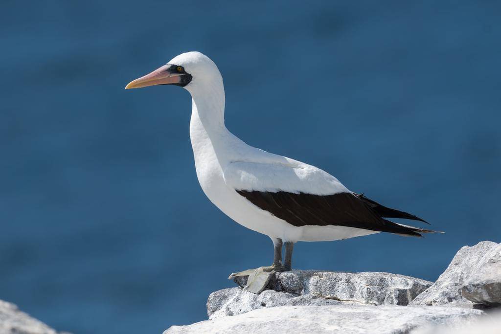 Nazca Booby
