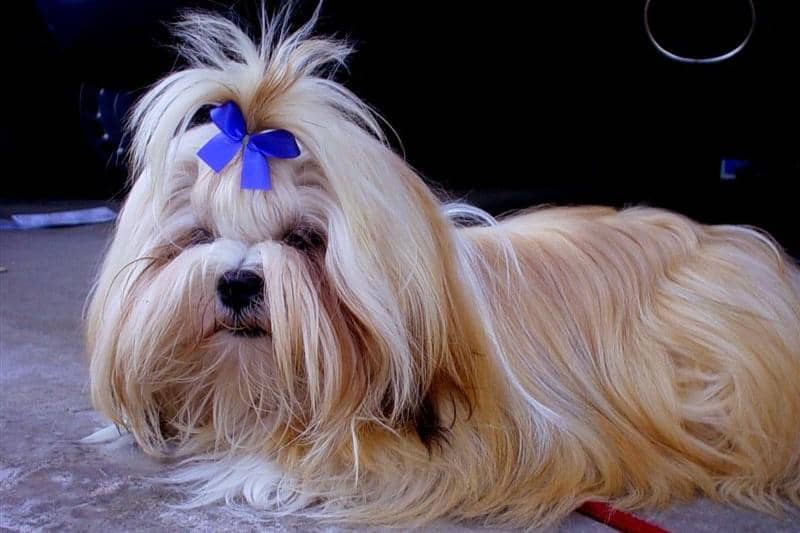 Anjing Lhasa Apso berbulu panjang berwarna krem dengan pita biru di kepala sedang berbaring di lantai.