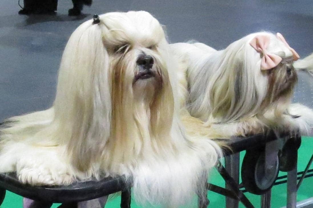 Dua anjing Lhasa Apso berbulu panjang dengan rambut terurai rapi, satu dihiasi pita merah muda di kepala, berada di atas meja.