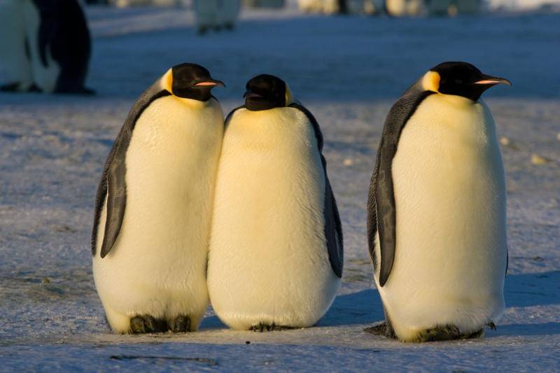 Penguin Kaisar
