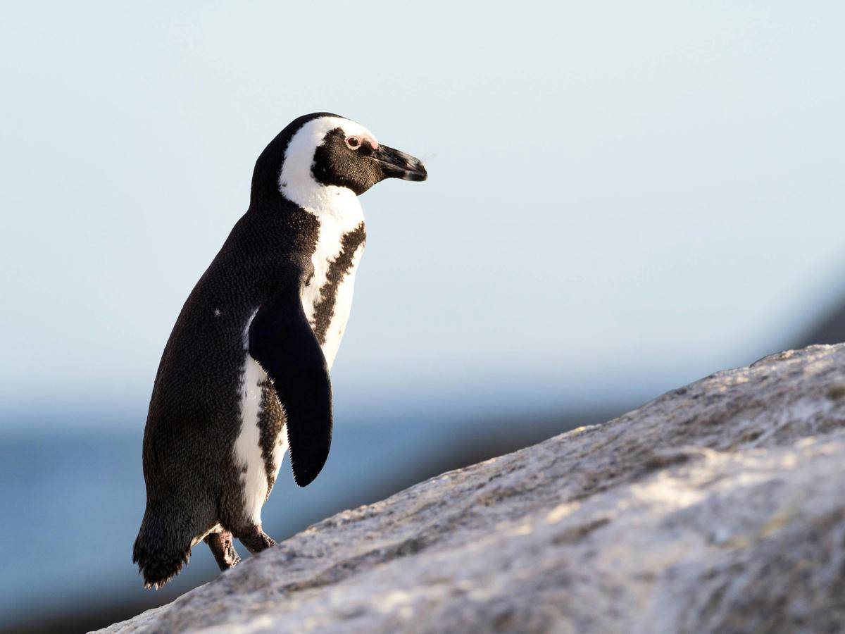 Penguin