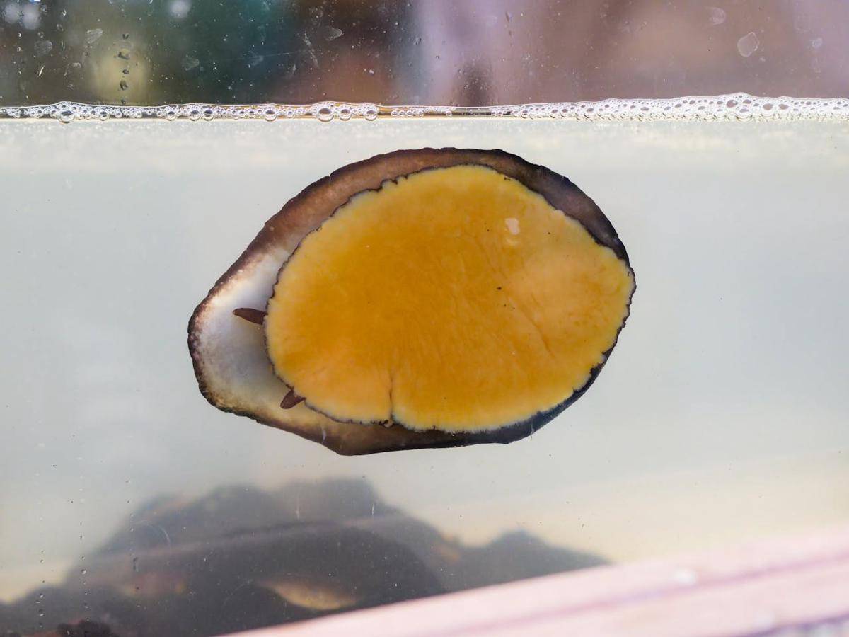Kerang Abalone