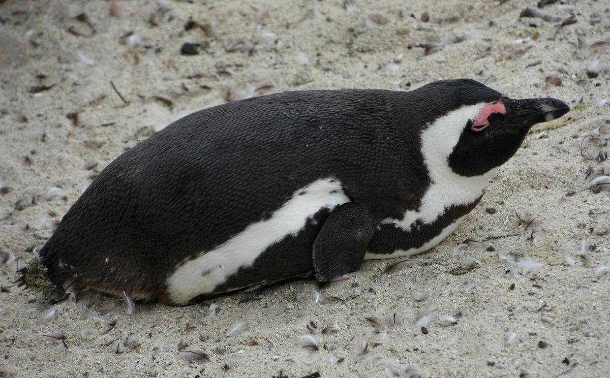 Penguin