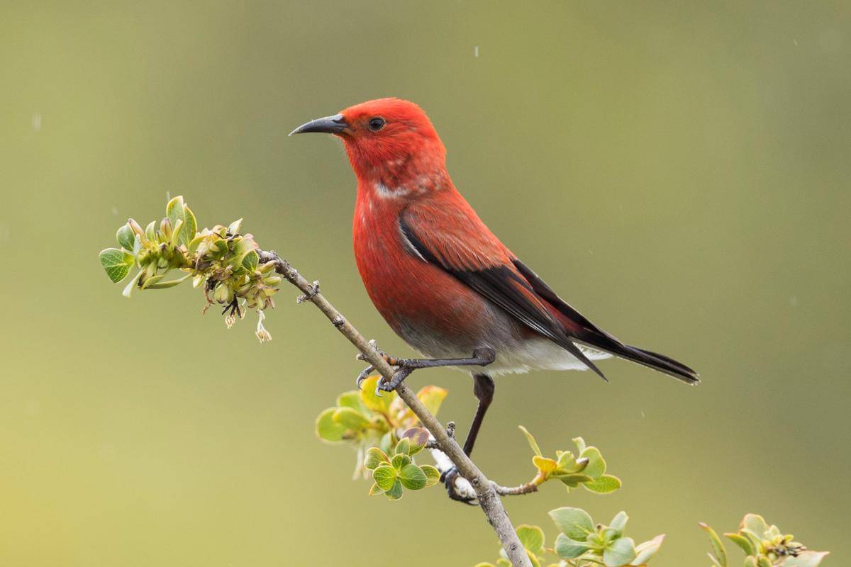 Burung Apapane