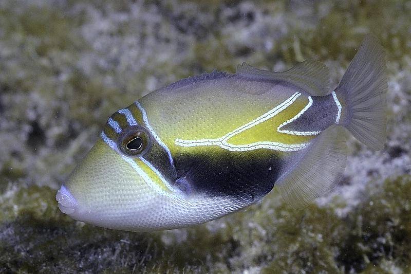 Ikan Humuhumunukunukuapua’a