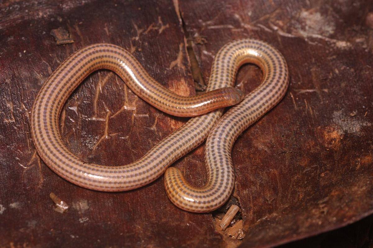 ular kawat (commons.wikimedia.org/Arnaud Aury)