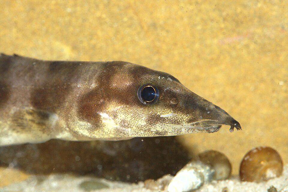 potret kepala dari ikan belut gelang