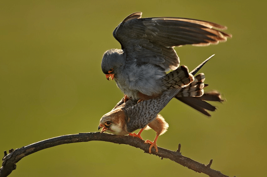 Alap-alap Kaki Merah