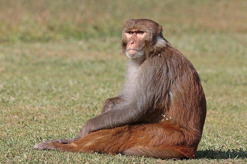 Monyet Rhesus