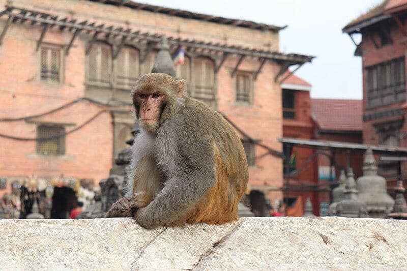Monyet Rhesus