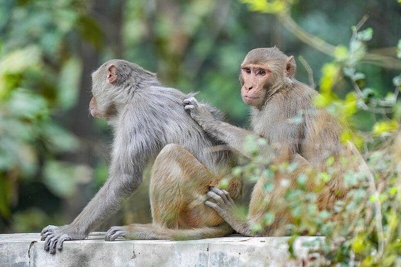 Monyet Rhesus