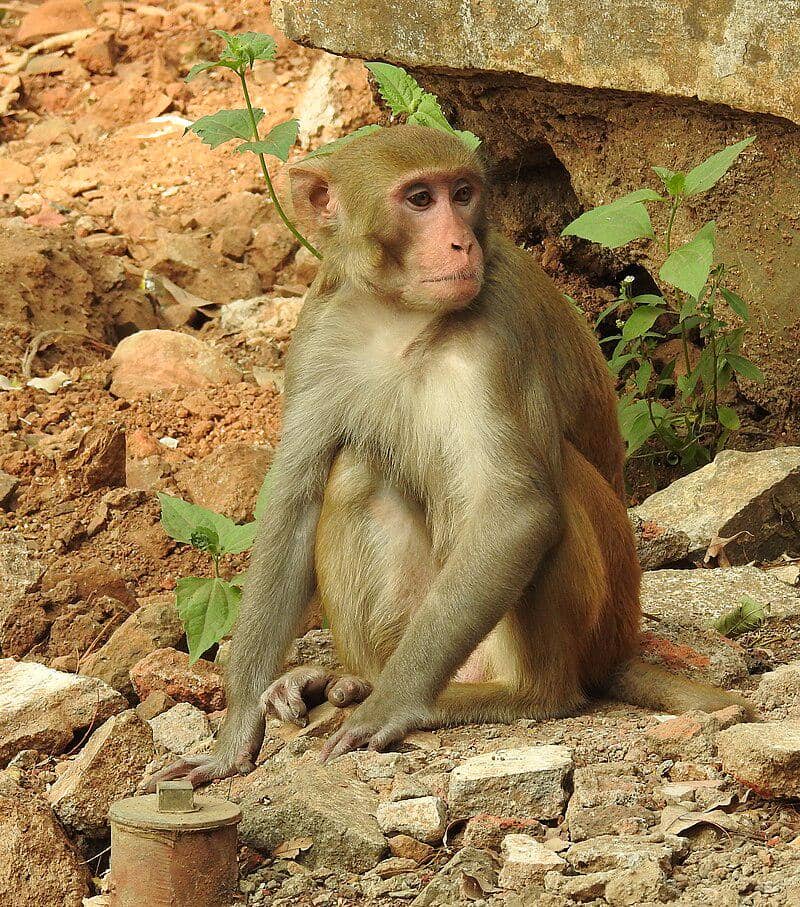 Monyet Rhesus