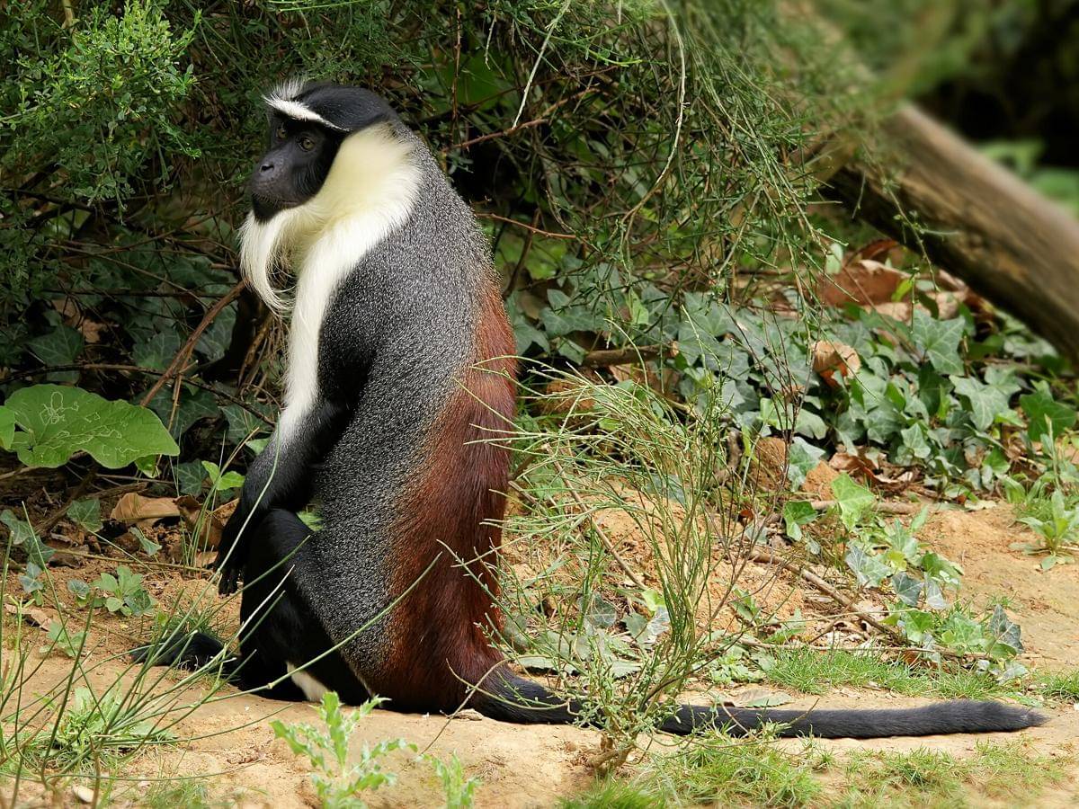 Roloway Monkey