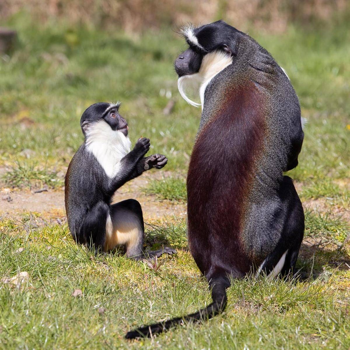 Roloway Monkey