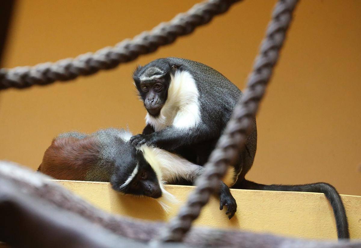 Roloway Monkey