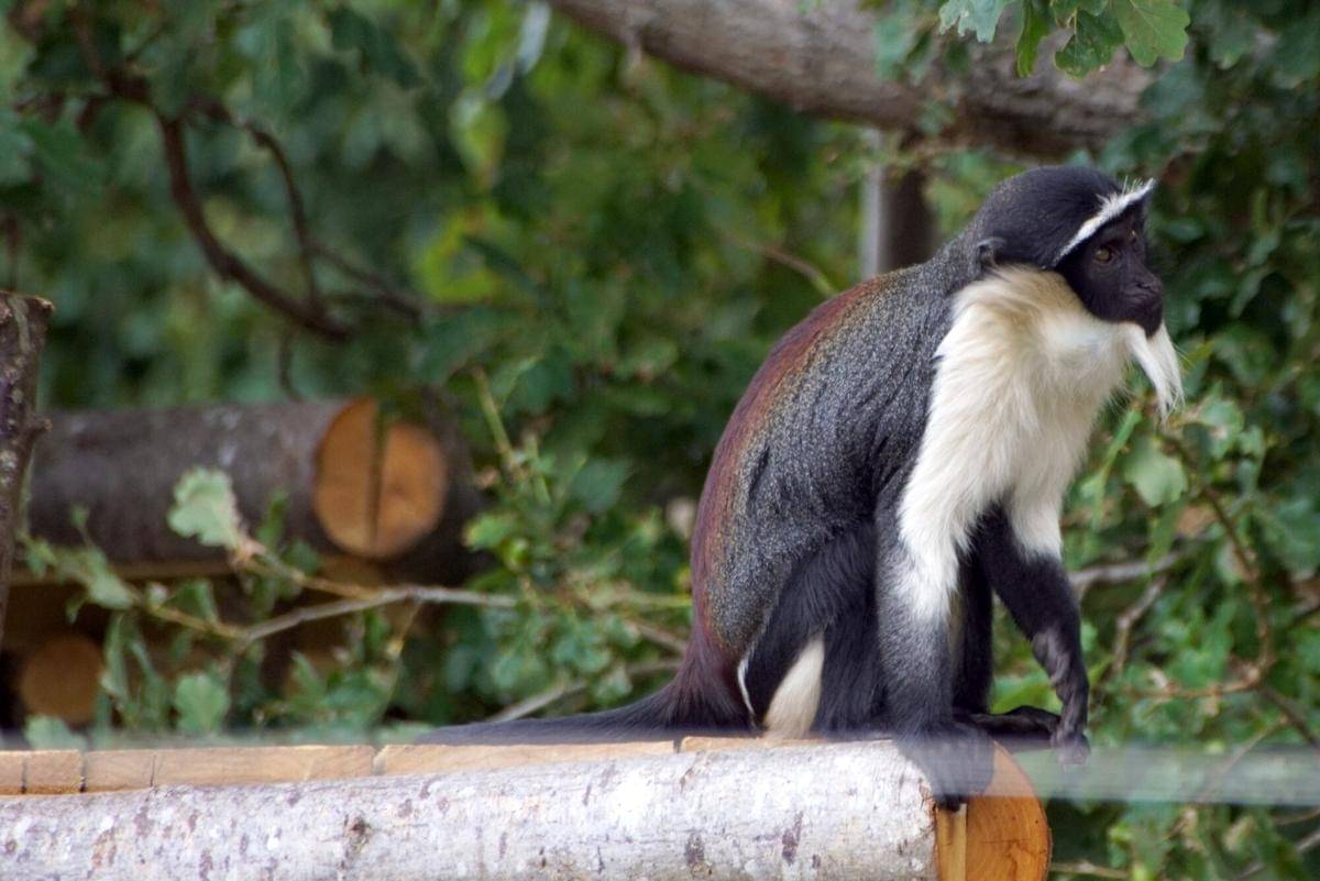 Roloway Monkey