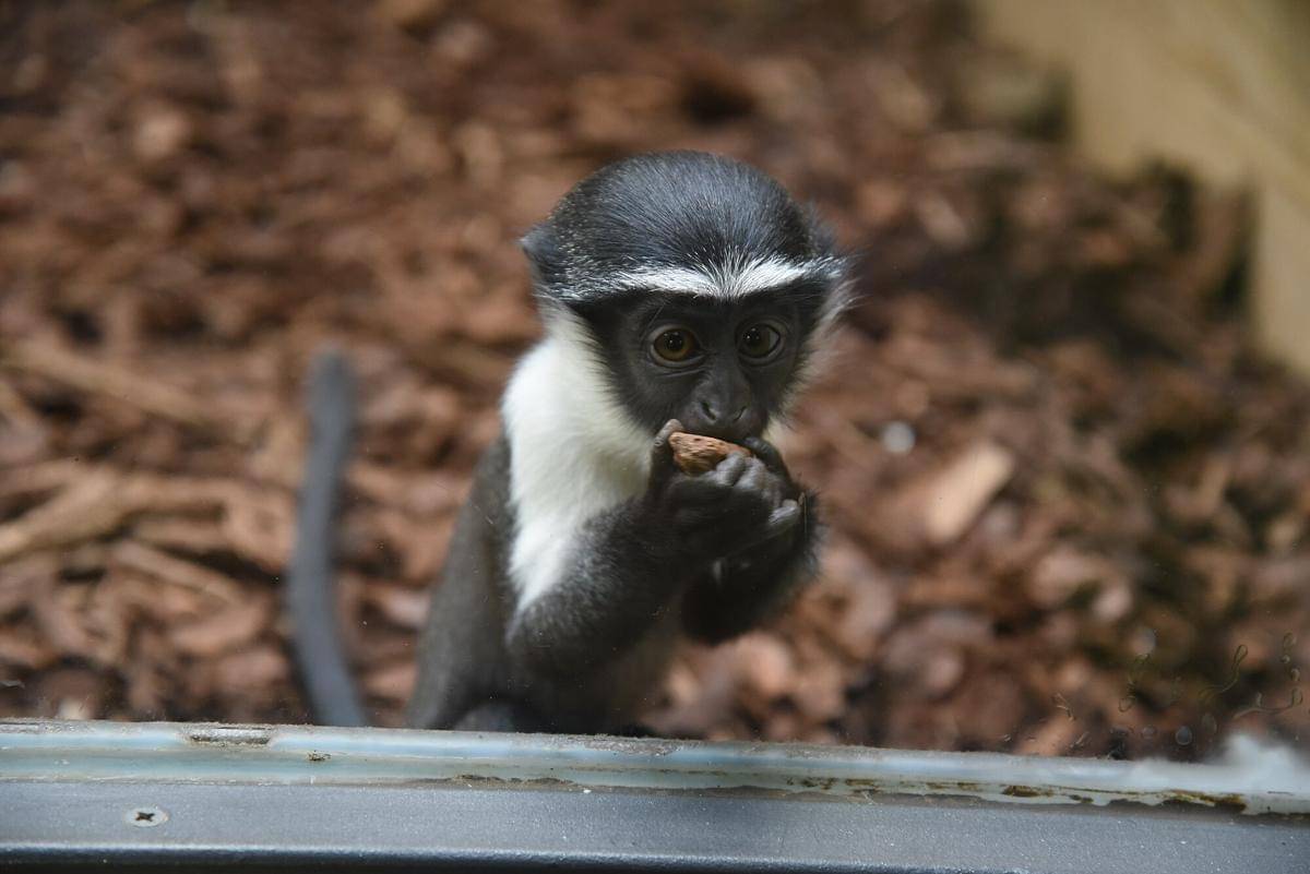 Roloway Monkey