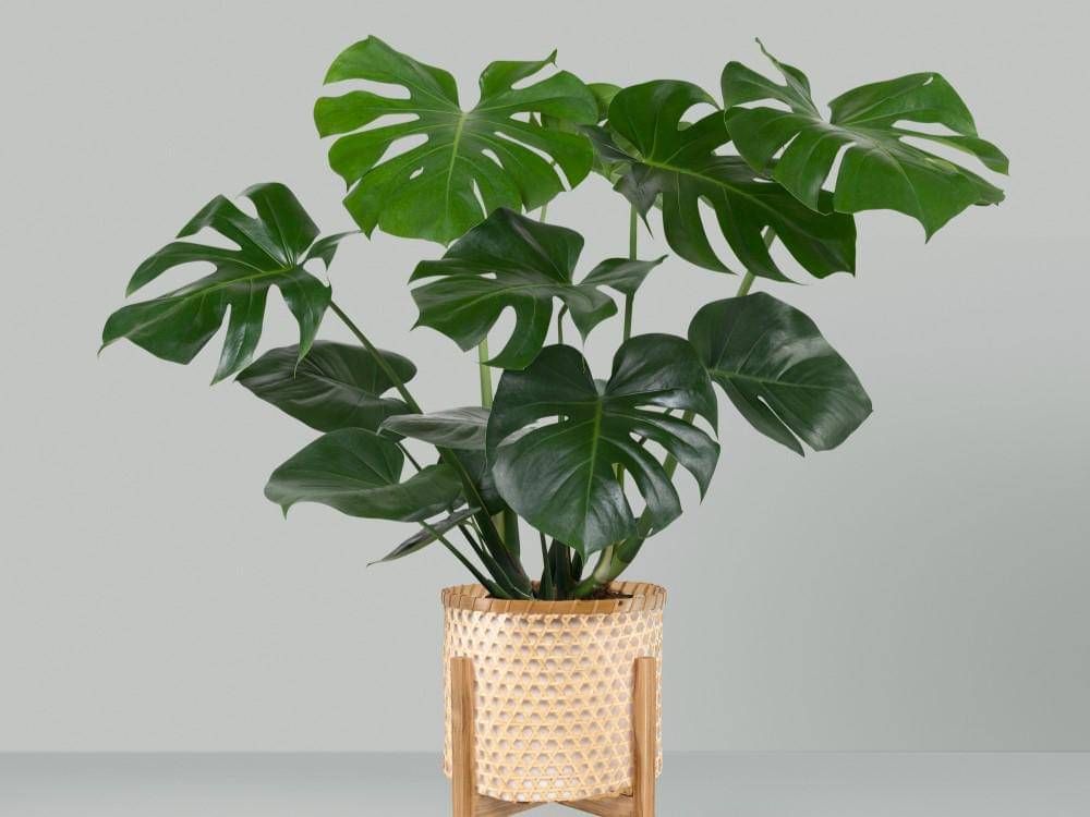 ilustrasi tanaman monstera deliciosa (freepik.com/rawpixel.com)