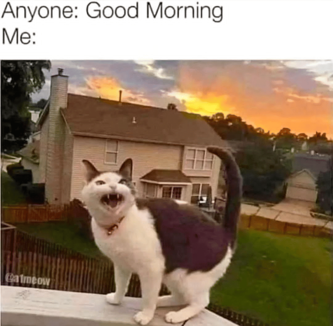 meme kucing bangun pagi