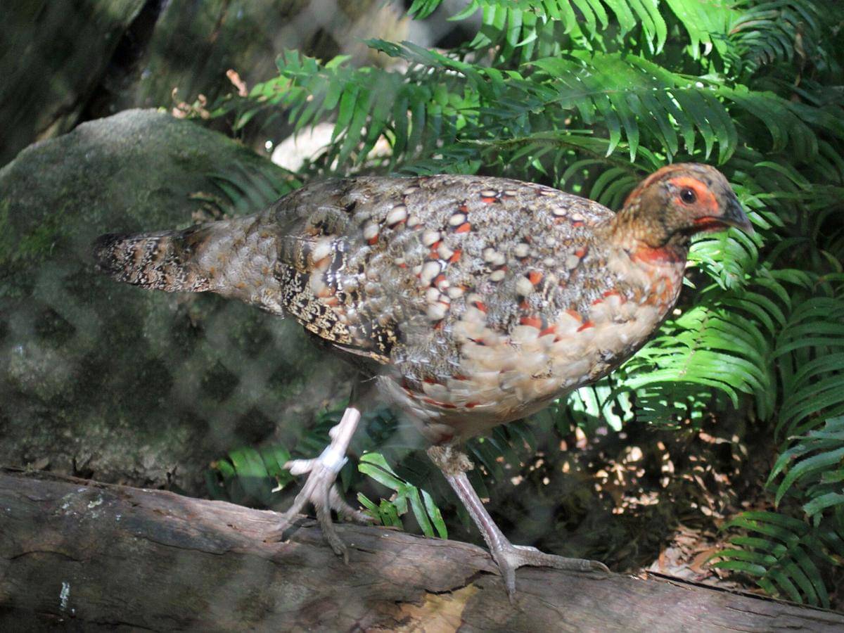 Cabot's Tragopan