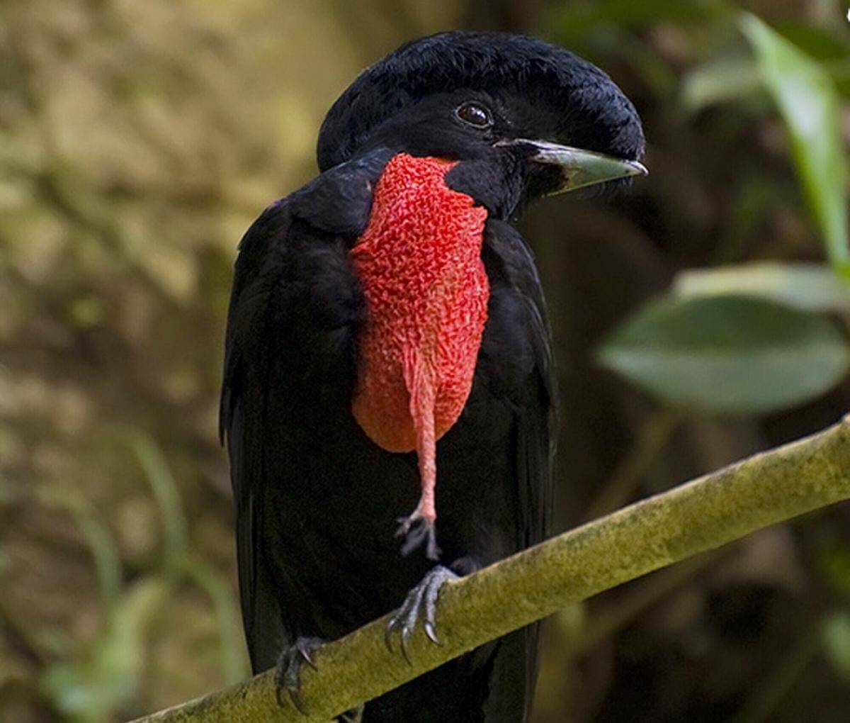 Bare Necked Umbrellabird