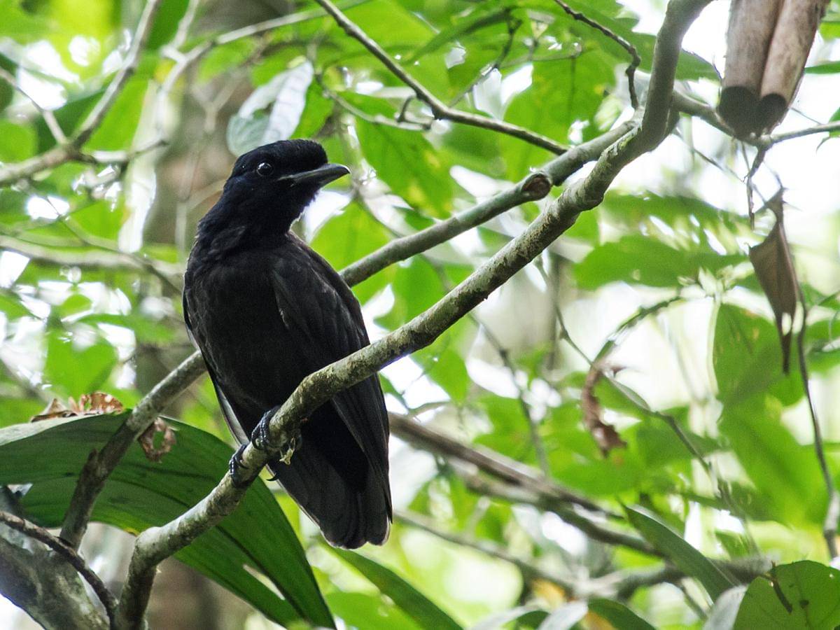 Bare Necked Umbrellabird