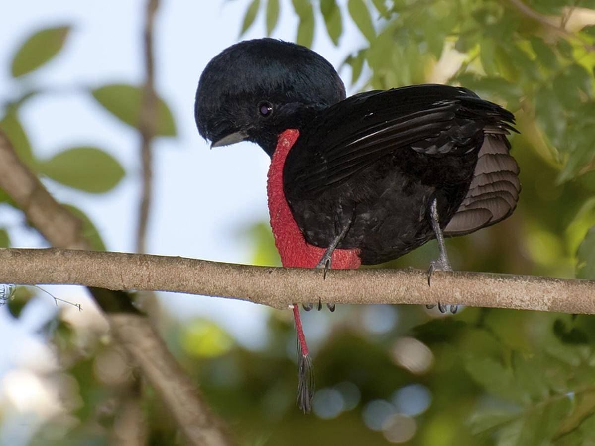Bare Necked Umbrellabird