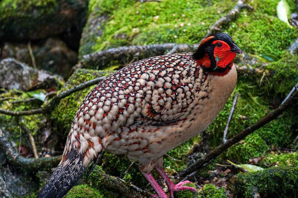 Cabot's Tragopan