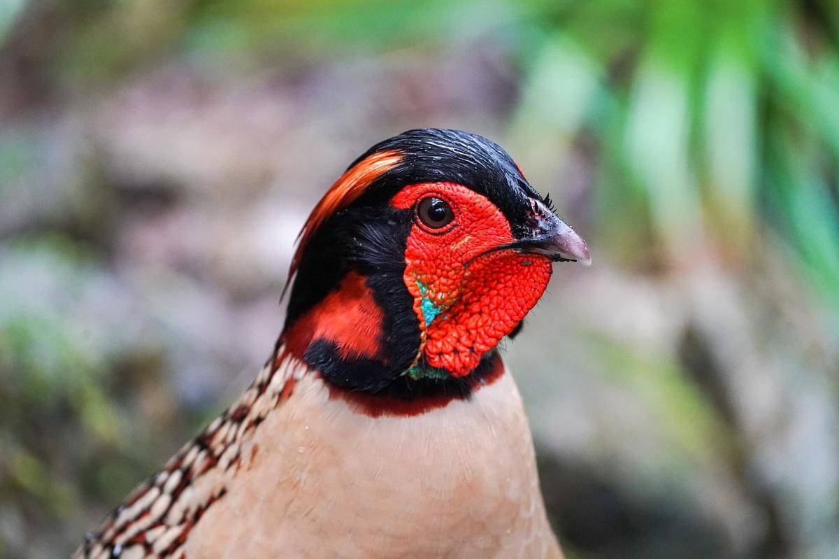 Cabot's Tragopan