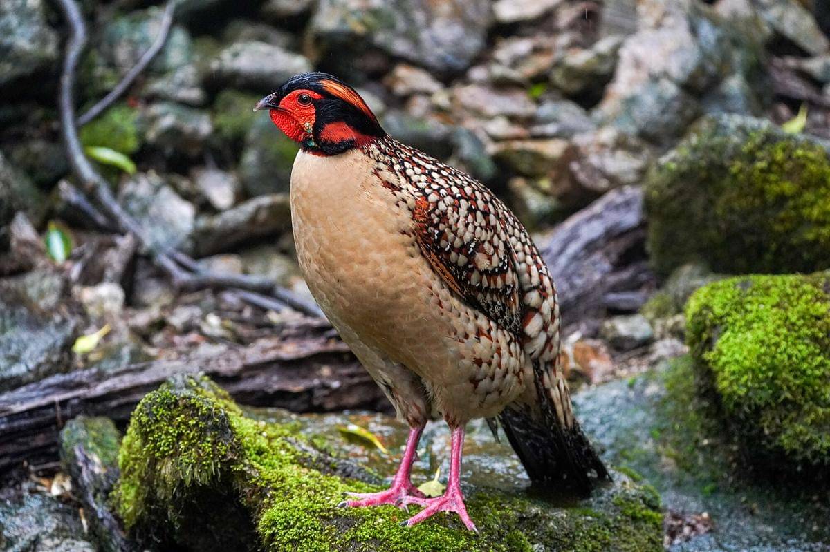 Cabot's Tragopan
