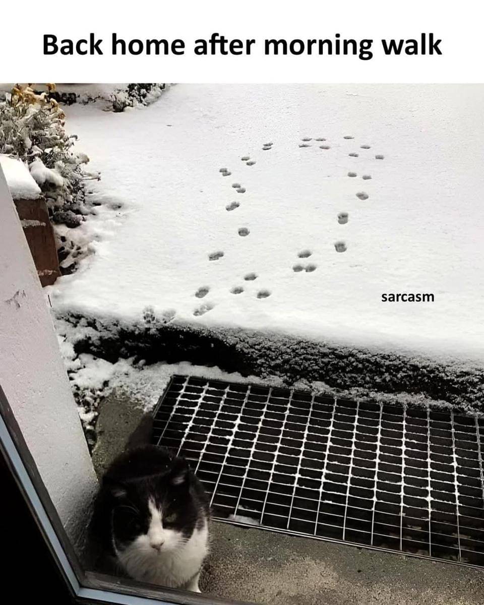 meme kucing bangun pagi
