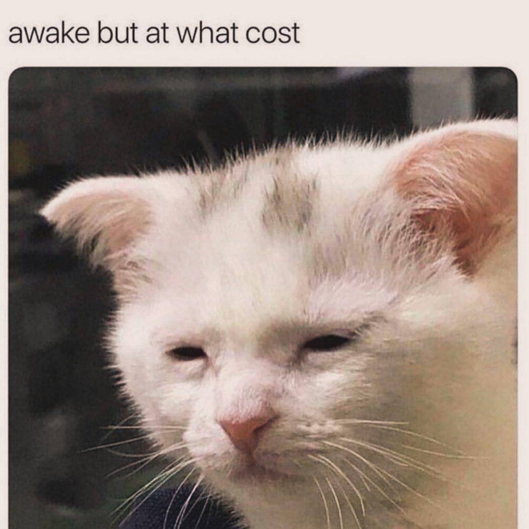 meme kucing bangun pagi