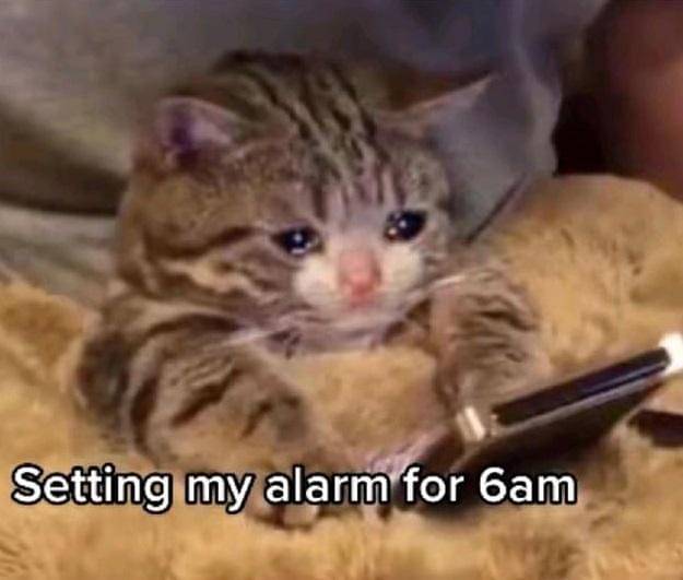 meme kucing bangun pagi