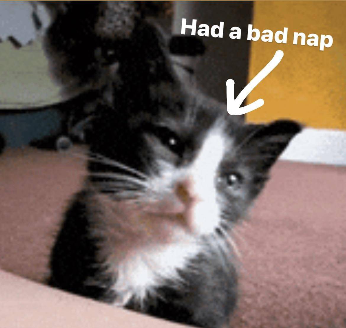 meme kucing bangun pagi