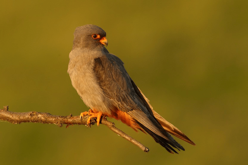 Alap-alap Kaki Merah