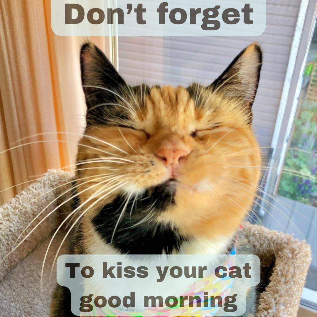 meme kucing bangun pagi
