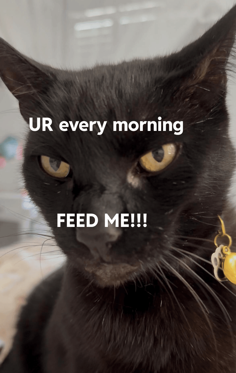 meme kucing bangun pagi