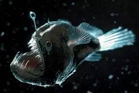 potret ikan anglerfish (ontereybayaquarium.org)