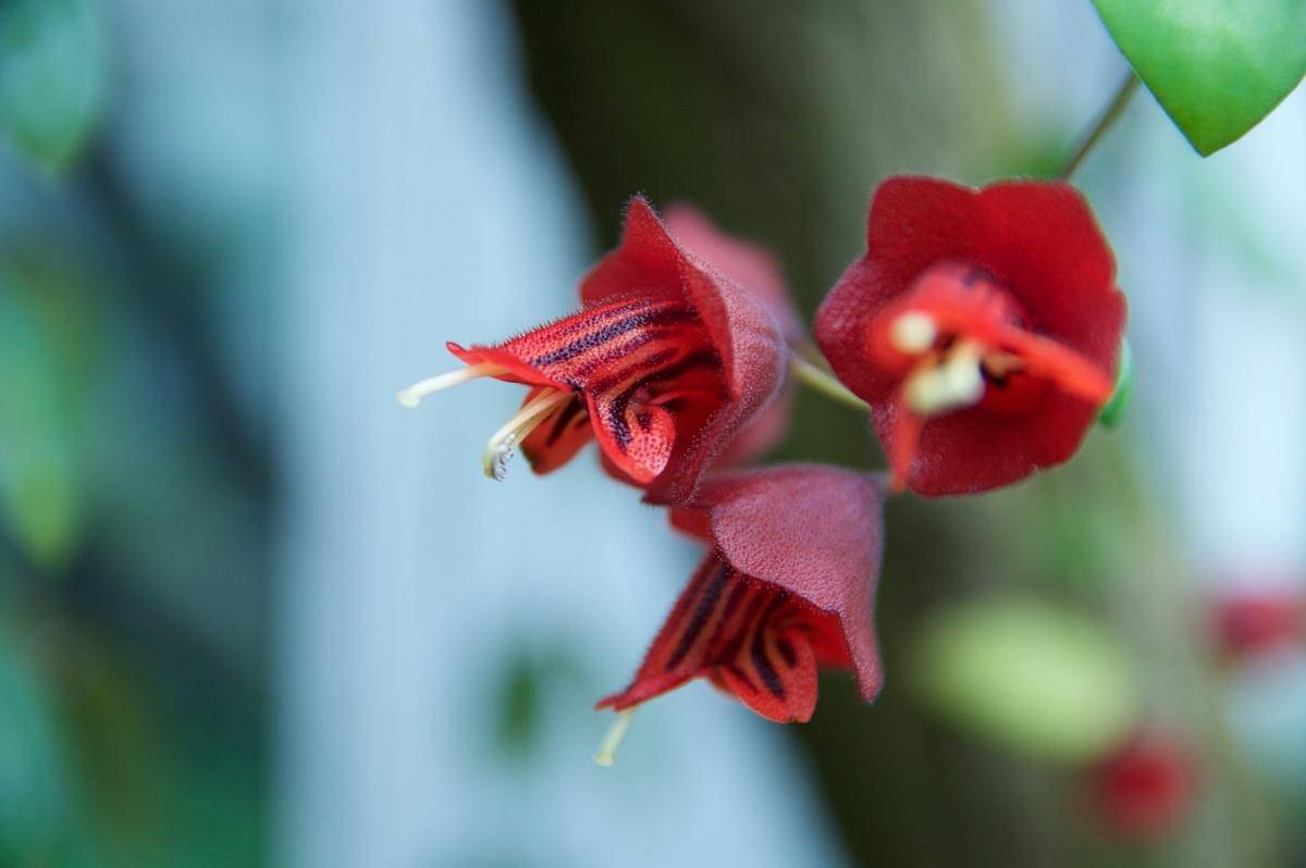 ilustrasi bunga lipstick plant