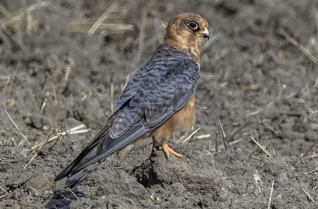 Alap-alap Kaki Merah