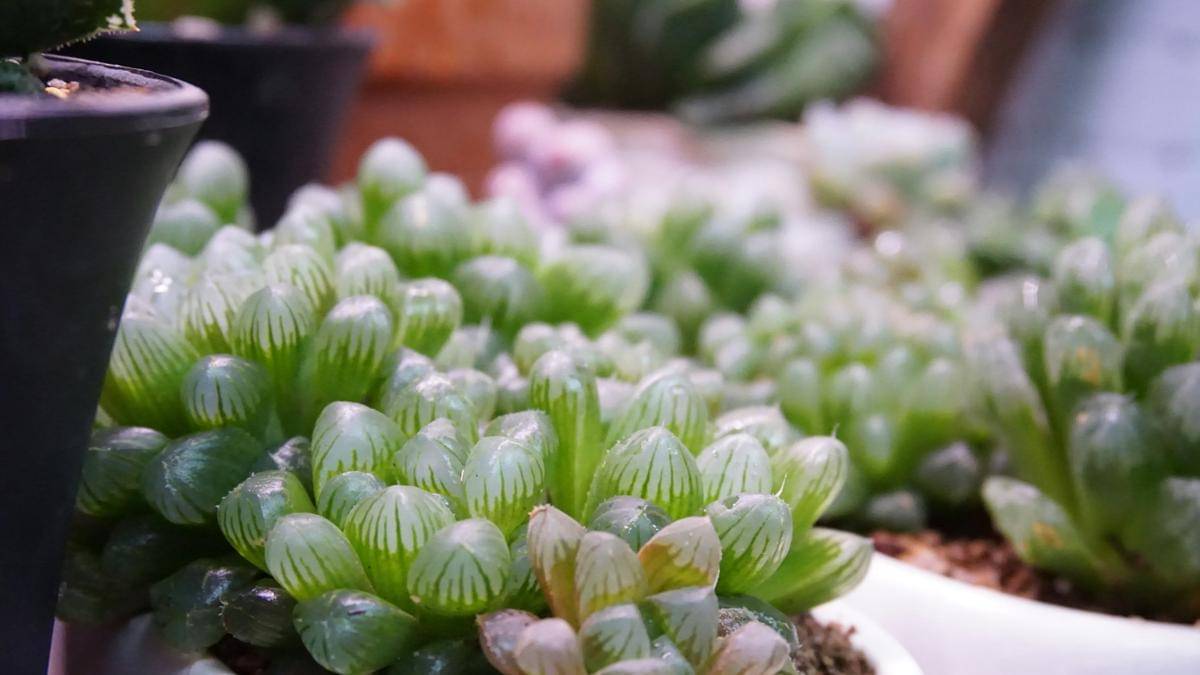 ilustrasi tanaman haworthia cooperi (unsplash.com/Dan Luo)